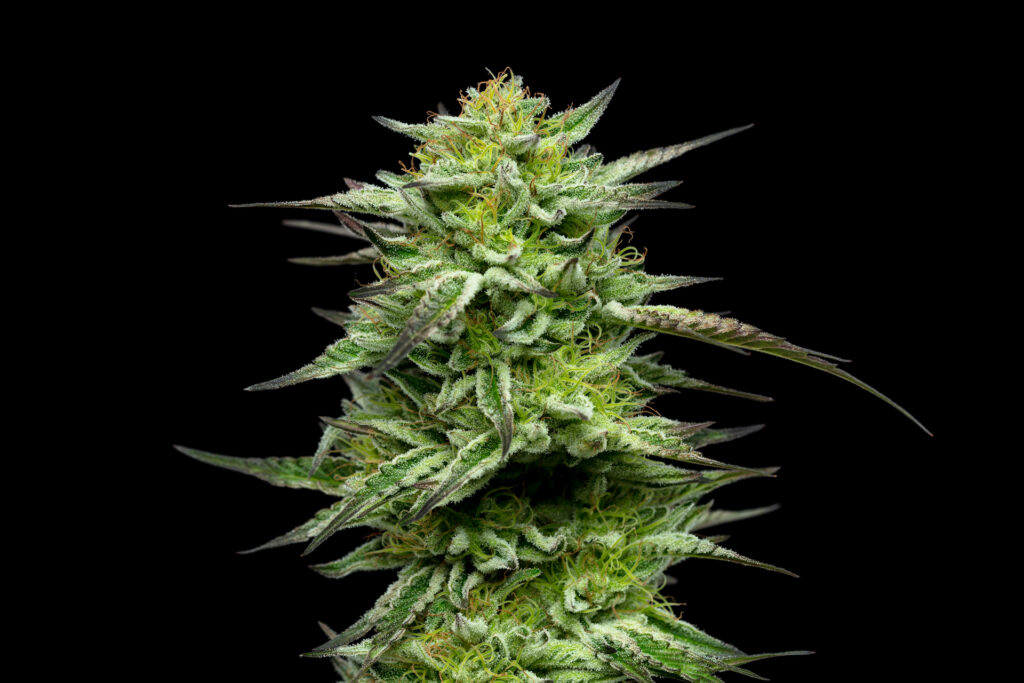 Who run the world? Thicc girls: Humboldt Seed Co Garlic Budder (Courtesy Humboldt Seed Co)