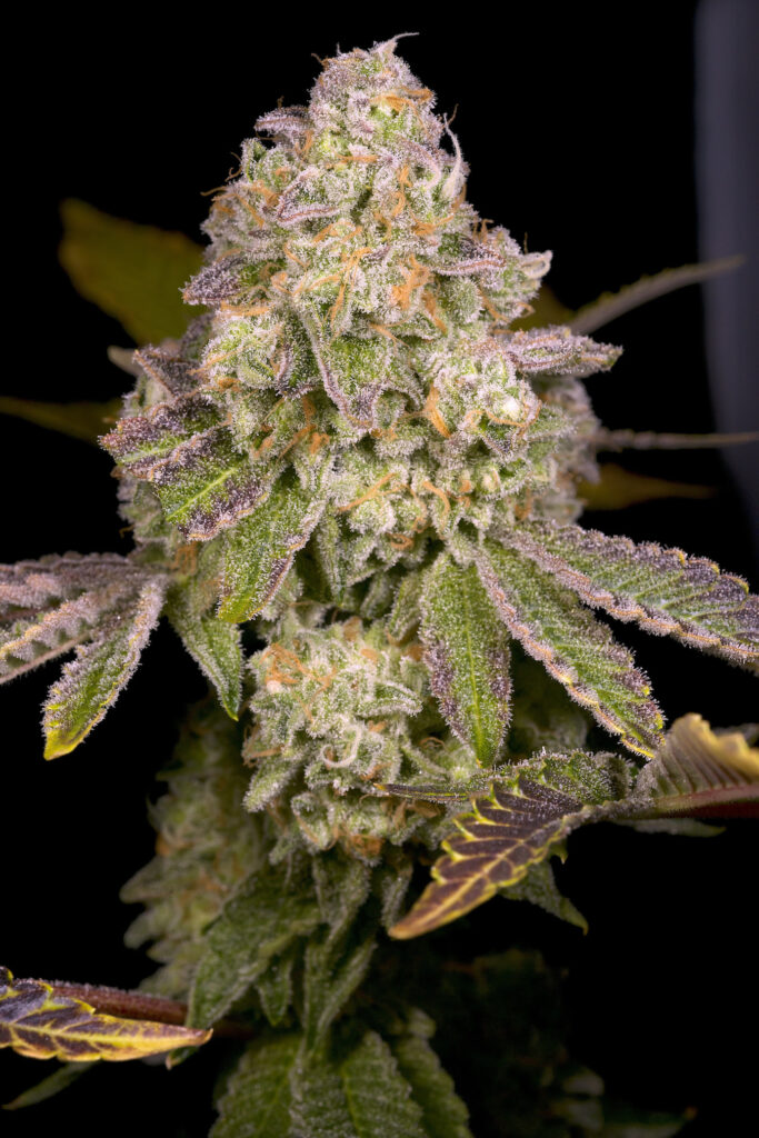 Archive Seeds Rainbow Belts 3.0 comes out Feb. 1 on Archive Seedbank. (Courtesy Archive Seeds)