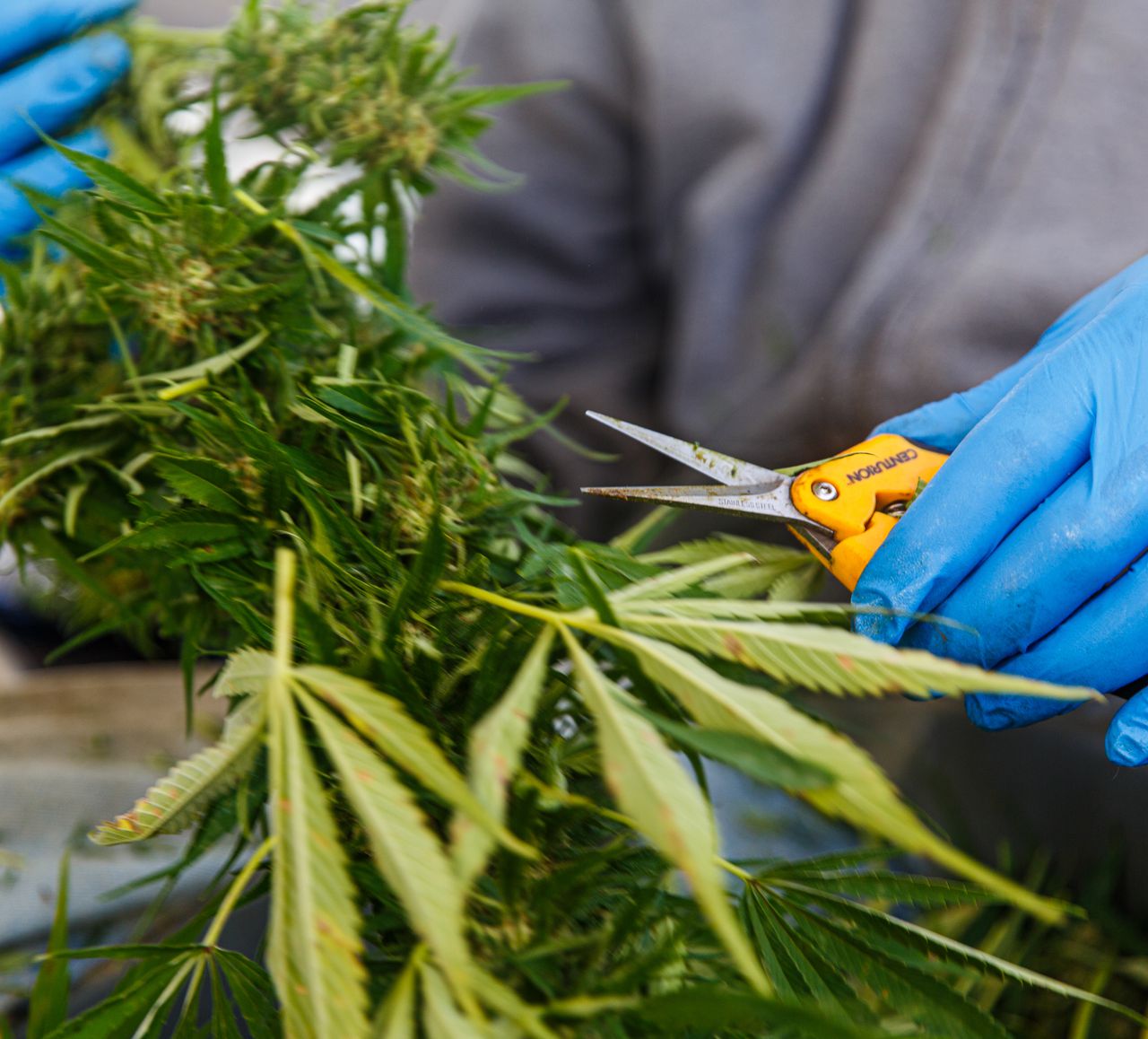 Tickets on sale now for Cannabis Insider Live New England virtual event Jan. 26, a premier industry news and – MassLive.com