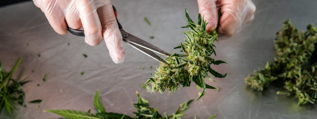 Prune Marijuana Plants ways. Harvesting and Processing Commercial cannabis