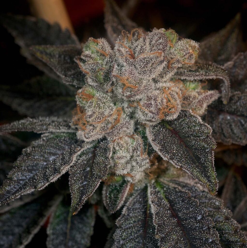 The Sweeties from Archive Seedbank. (Courtesy Archive Seedbank)