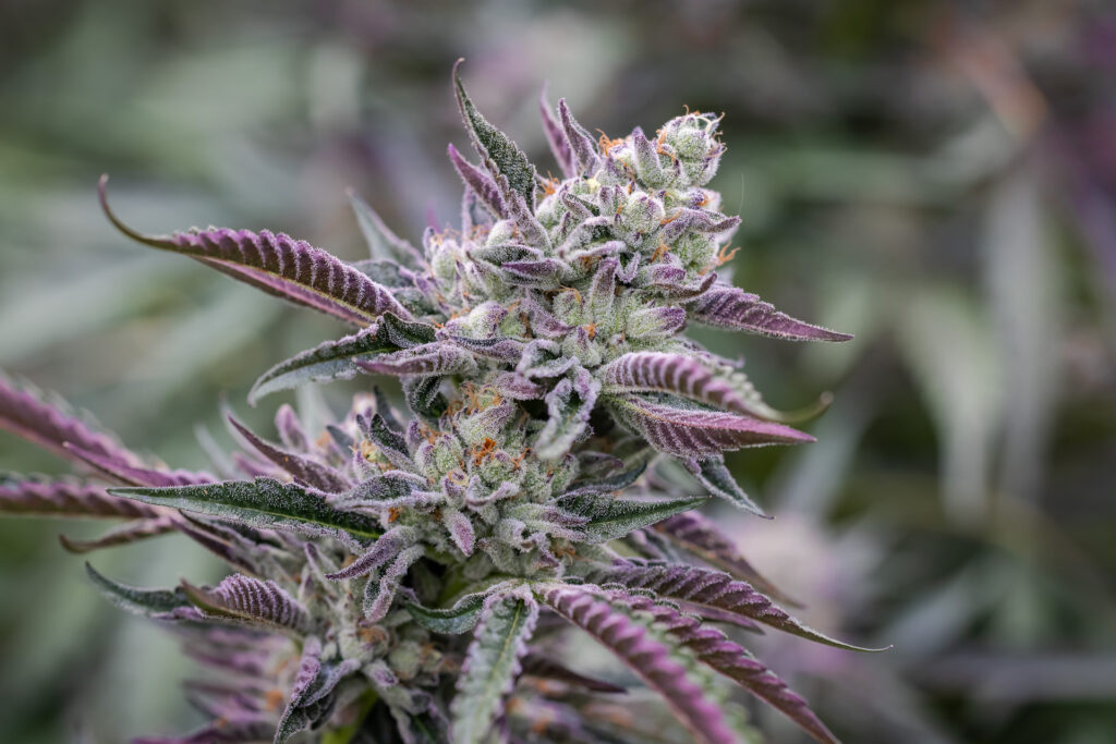 Ridgleline’s 2021 outdoor Runtz is the way. (Photo by Redwood Country Photos, Courtesy Ridgeline Farms)