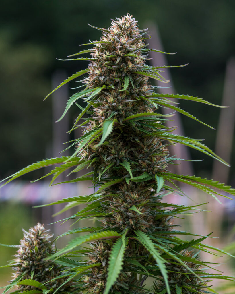 Raspberry Parfait big bud by Brian Parks (Courtesy Swami Select)