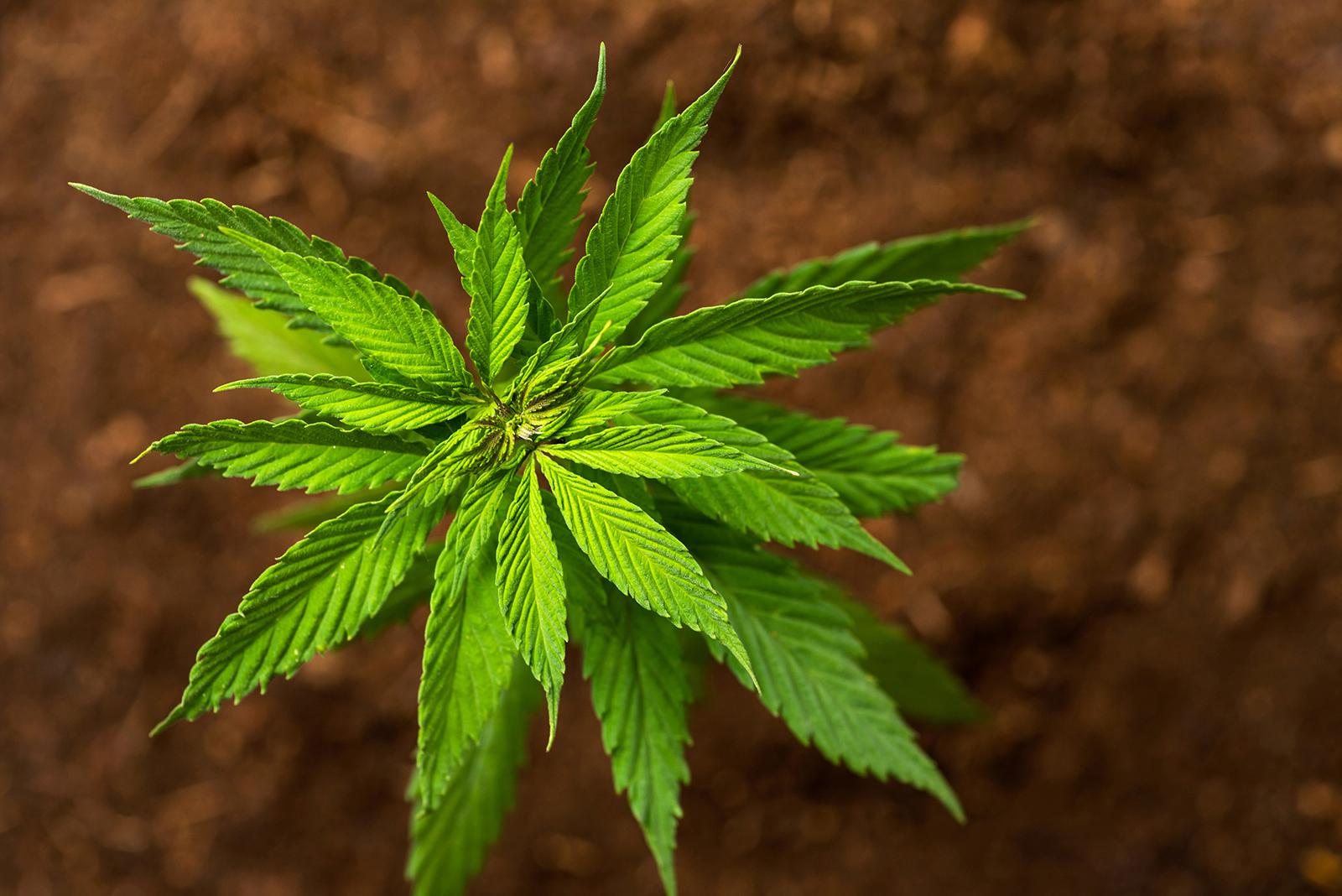 CT cannabis dispensary seeks uniform lab testing standards – CT Post