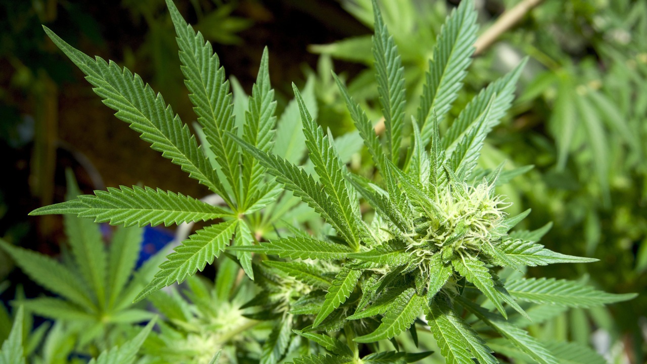 CT now accepting applications for adult-use cannabis establishments – WTNH.com