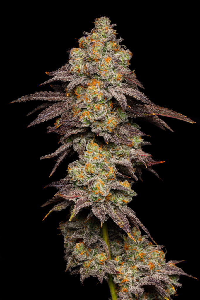 Pancakes Headshot (Courtesy Cookies)