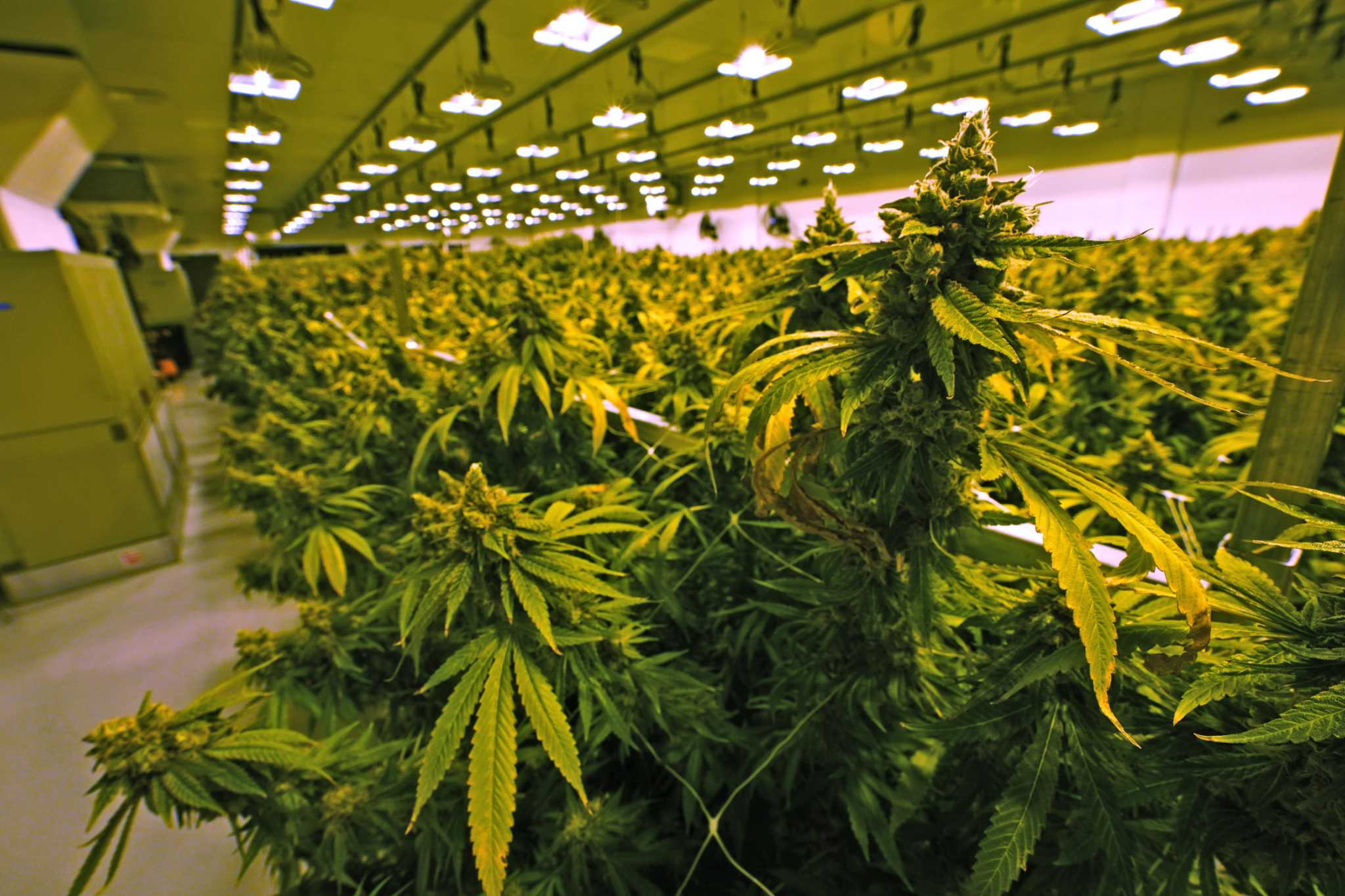 Too few recreational cannabis licenses available in CT, critics say – The Advocate