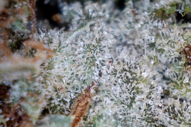 Gentle hand-trimming leaves potent resin glands intact. Khalifa Kush under the microscope. (David Downs/Leafly)