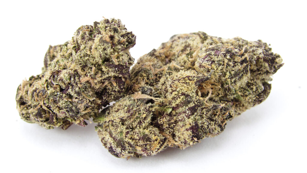 Seed Junky Genetics Sherbert Bx1 x Geato 41 cross Jealousy—grown by LA Family Farms.(David Downs/Leafly)