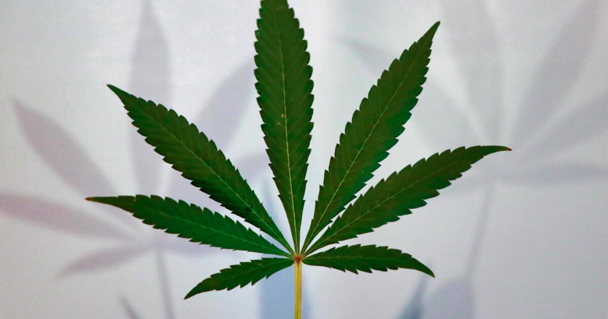 Connecticut falsely linked nearly 40 overdoses to fentanyl-laced marijuana, report finds – WSHU