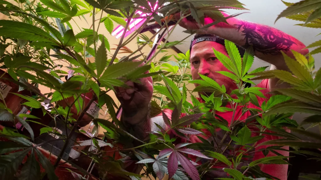 An activist in Costa Rica growing marijuana to treat his son’s seizures. Photo: Ezequiel Becerra/AFP via Getty Images.