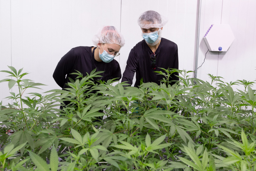 Production constraints could plague recreational cannabis rollout – Hartford Business Journal
