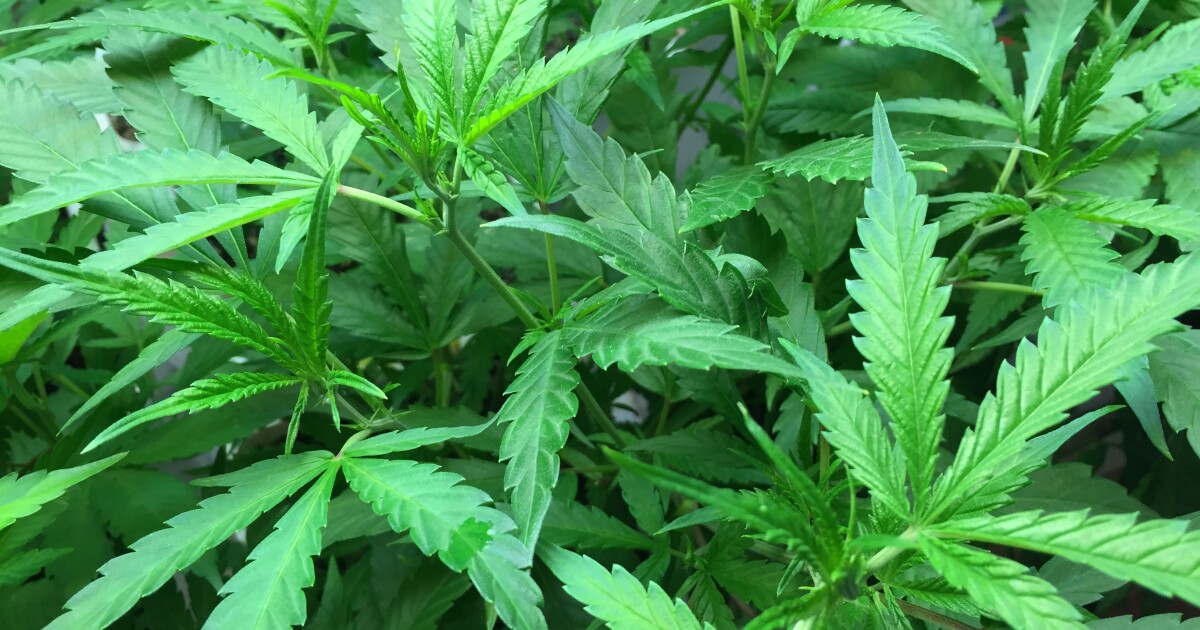 The Senate takes up marijuana – WYPR