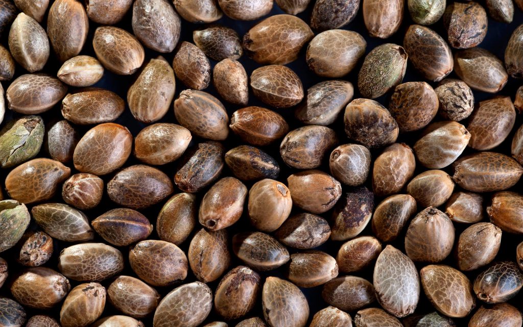 cannabis seeds