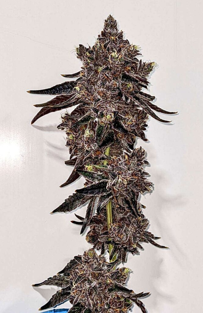 420 at The Green Planet