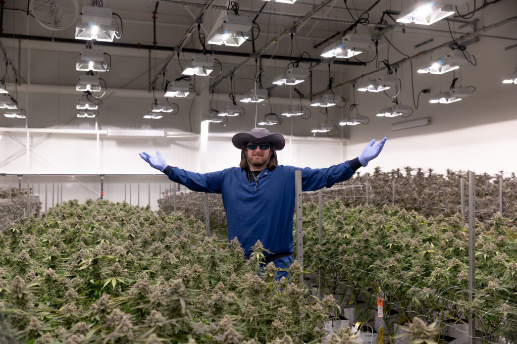 Exotic Genetix Mike in the Theory Wellness flower room in Massachusetts. (Courtesy Theory Wellness)