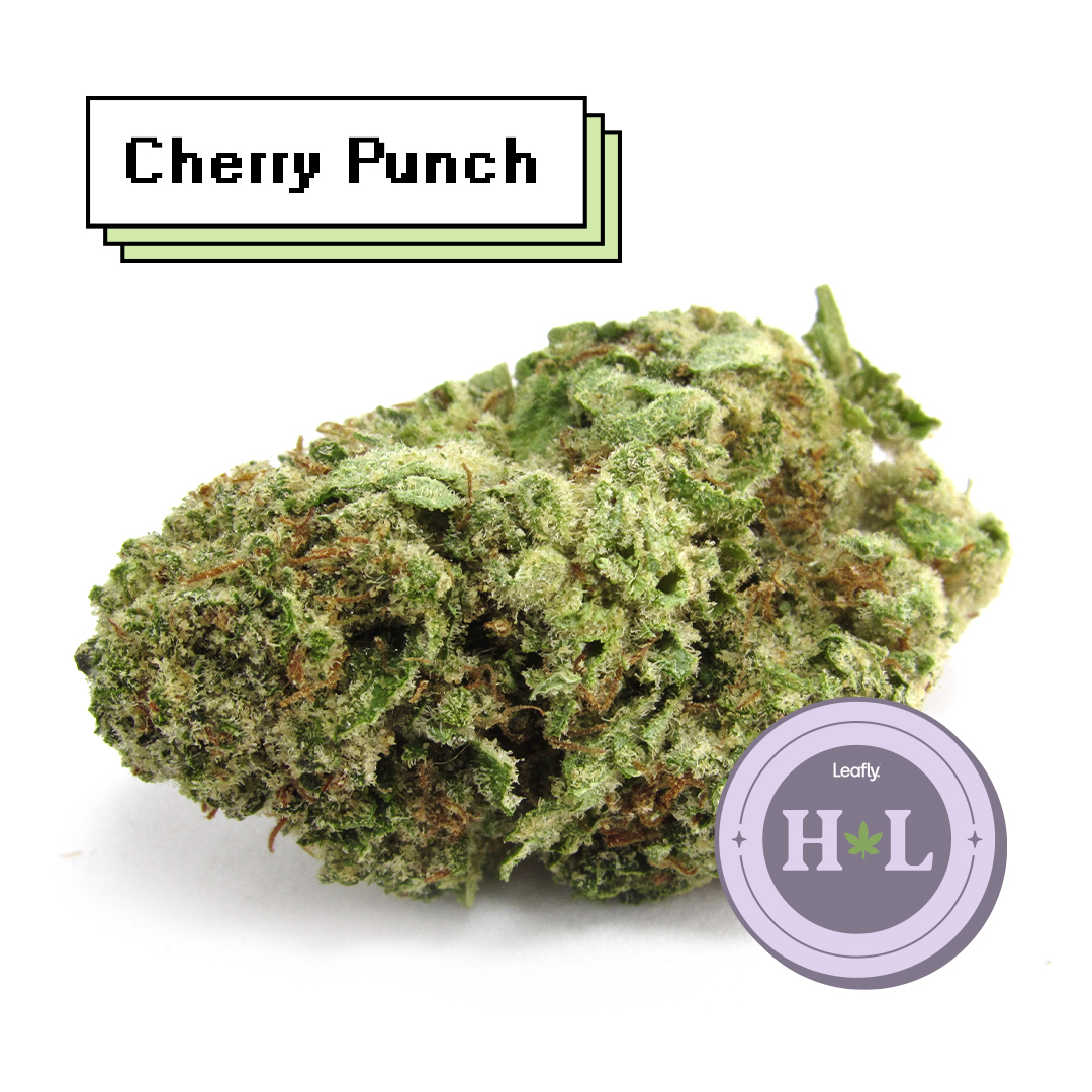 The whole damn cake and the cherry on top’: Symbiotic Genetics Cherry Punch, grown by Almora, CA outdoor, 2021. A balanced hybrid. (David Downs/Leafly)