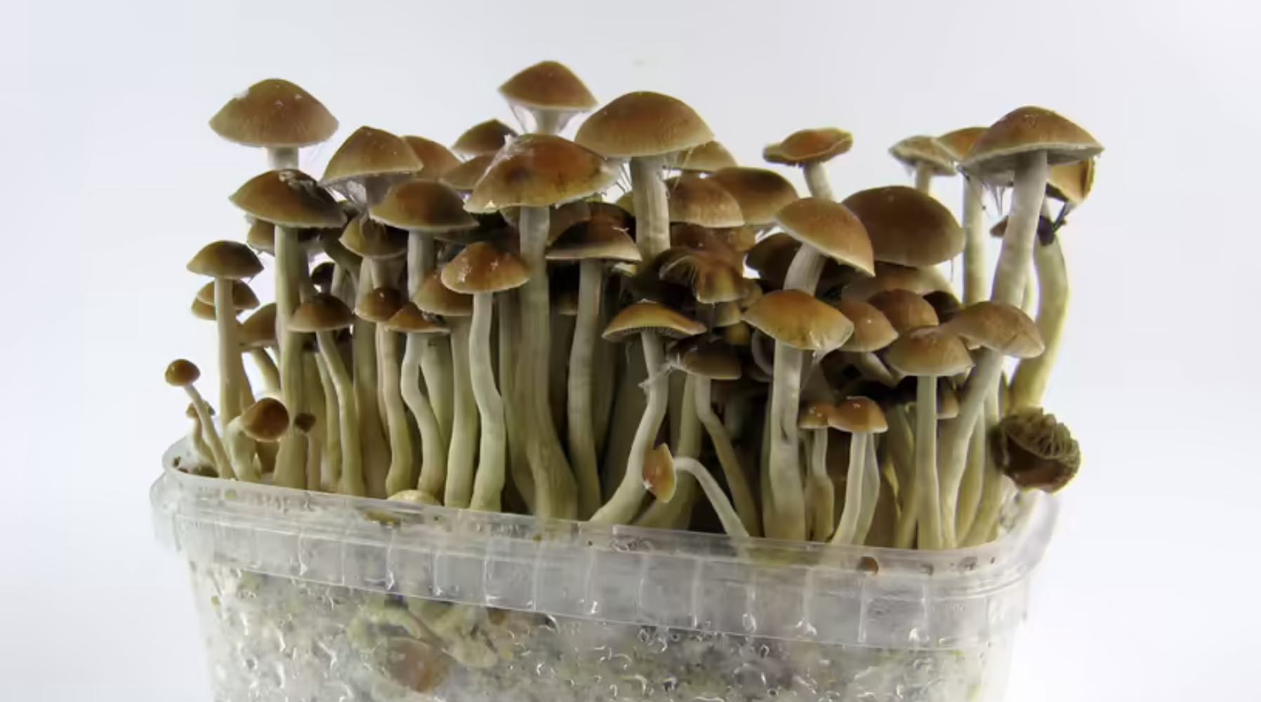 Connecticut Moving Forward with Psychedelic-Assisted Therapy – CBIA