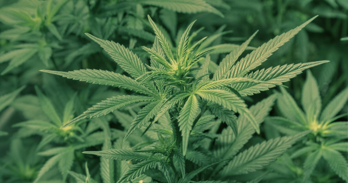 CT legislators set to decide on the acceptable amount of mold in marijuana – Connecticut Public