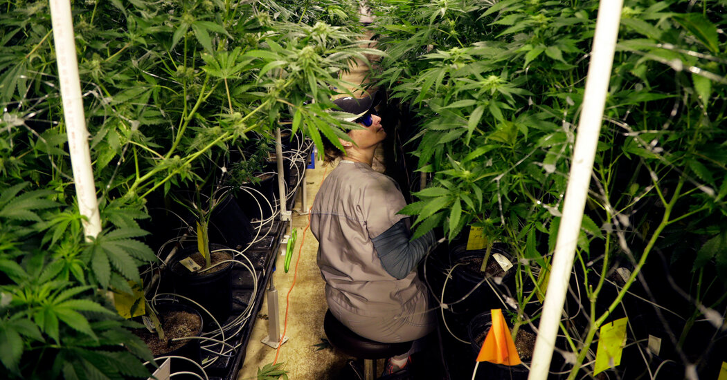 Legal Marijuana Sales Expected to Start Within Weeks in New Jersey – The New York Times