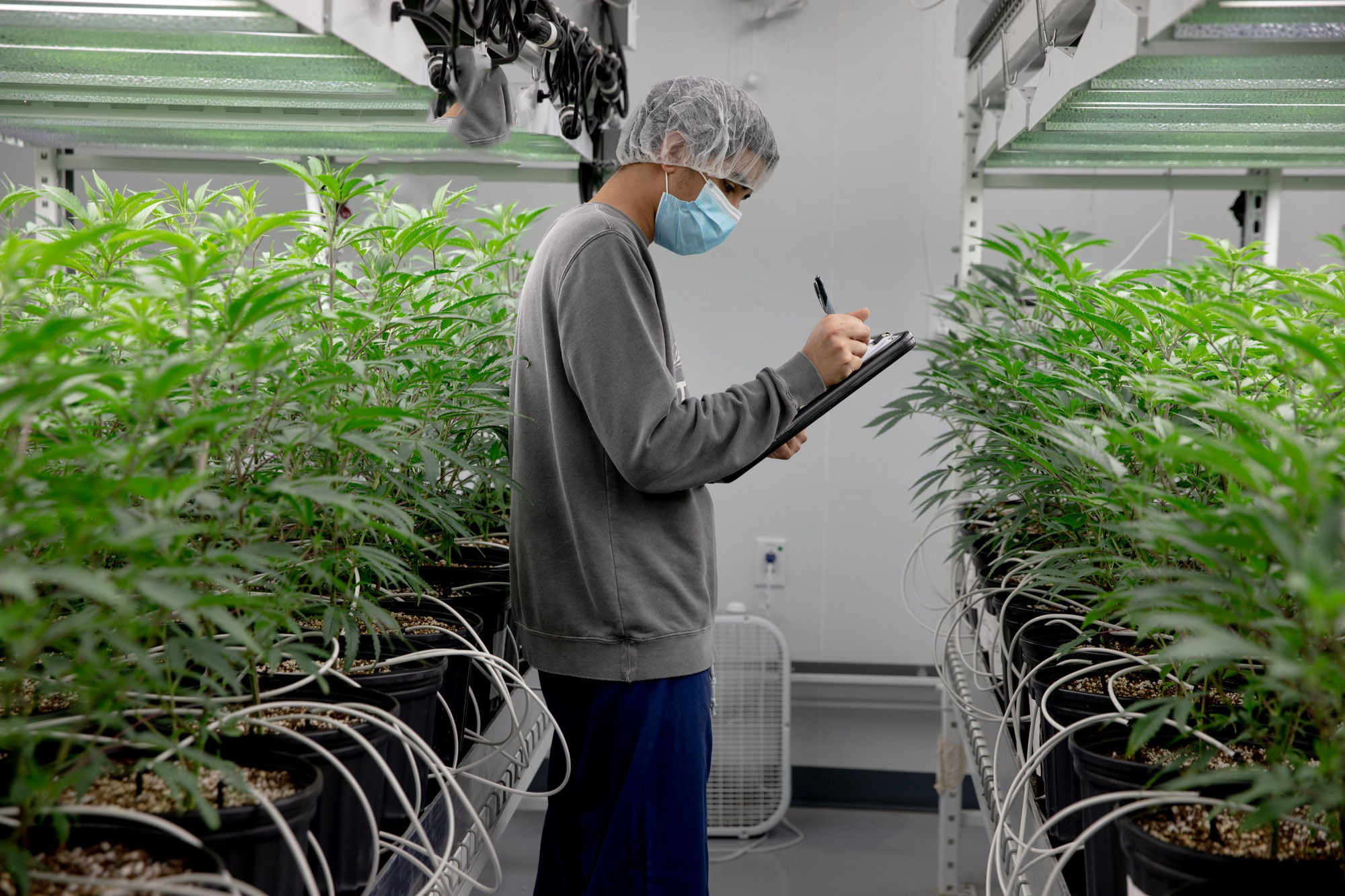 Tolland PZC to allow retail cannabis sales, cultivation – Hartford Business Journal