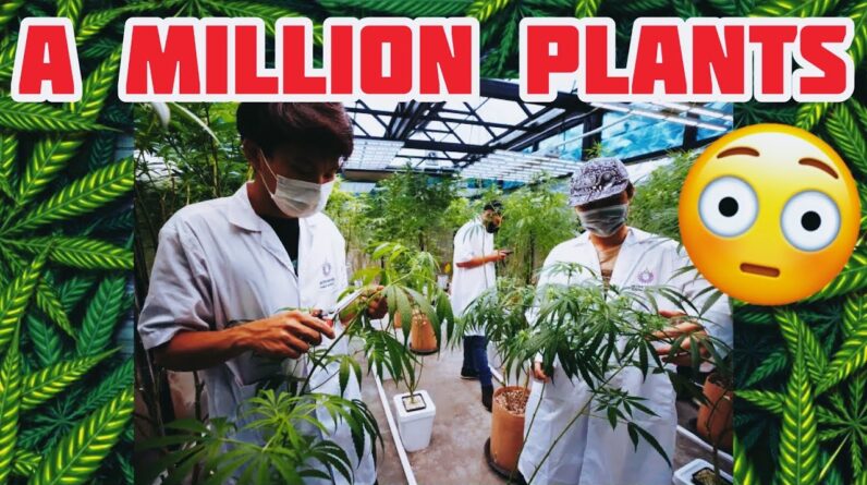 Thailand is GIVING AWAY 1 Million FREE Cannabis Plants?