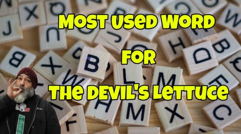 What's the most common word for the Devil's Lettuce?